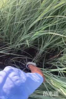 高度70厘米花叶芒