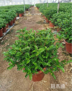 高度35厘米胡椒木