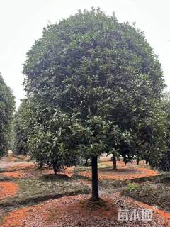 冠幅180厘米桂花球