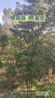 高度250厘米丛生鸡爪槭