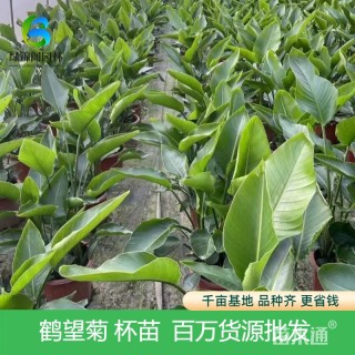 高度50厘米鹤望兰