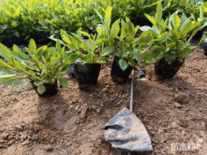 高度15厘米柳叶马鞭草