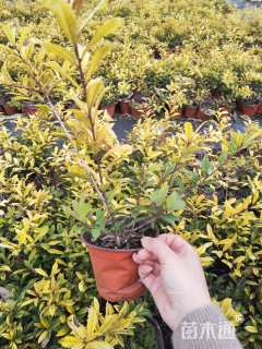 高度20厘米黄金枸骨