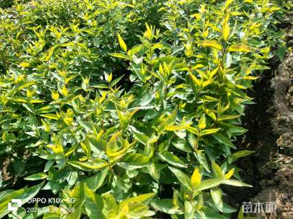 高度35厘米金银木