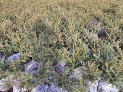 高度120厘米云杉