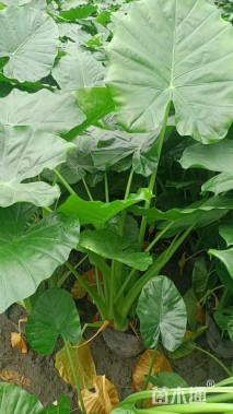 高度80厘米海芋