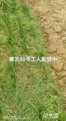 高度15厘米白花葱兰
