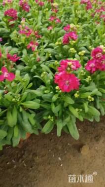 高度15厘米紫罗兰