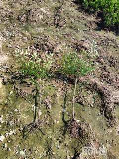 高度45厘米南天竹