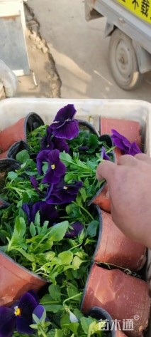 高度10厘米三色堇