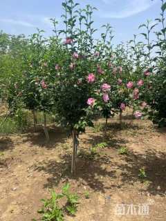 高度100厘米重瓣木槿