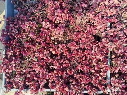 高度5厘米红景天