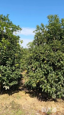 高度150厘米丛生桂花