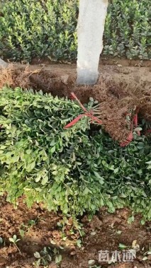 高度40厘米大叶黄杨