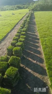 草块状马尼拉草