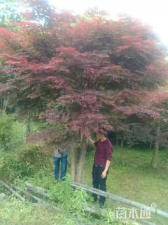高度400厘米丛生红枫
