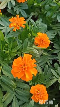 高度30厘米孔雀草