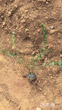 高度40厘米迎春花