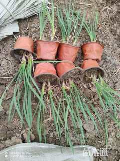 高度20厘米紫娇花