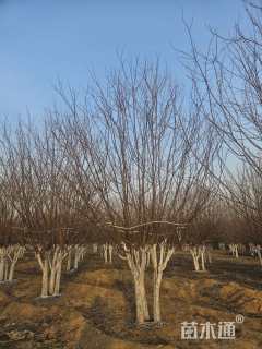 6公分丛生绚丽海棠