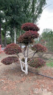 10公分造型红叶李