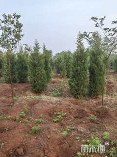 高度350厘米塔柏