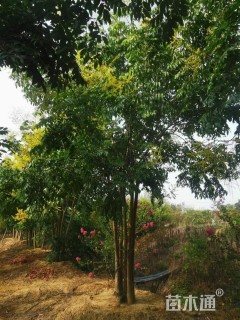 50公分(5杆)丛生栾树