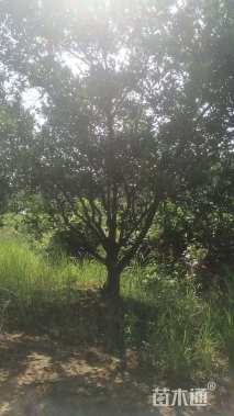 高度400厘米柑橘