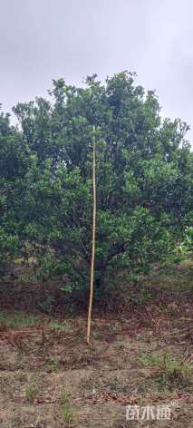 高度350厘米南丰蜜桔