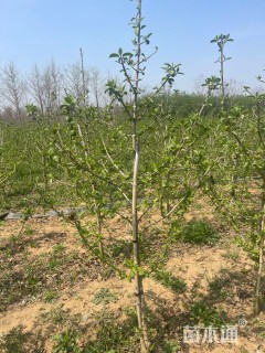 高度200厘米木绣球