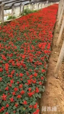 高度23厘米一串红