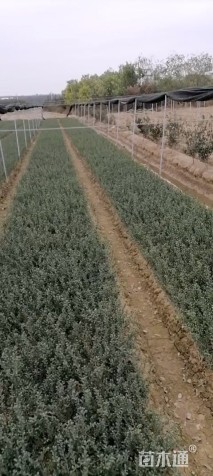 高度25厘米龟甲冬青