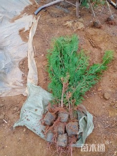 高度80厘米侧柏