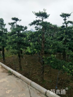 10公分造型台湾罗汉松