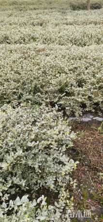 高度40厘米银姬小蜡