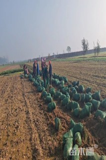 高度10厘米中叶麦冬