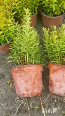 高度20厘米满天星