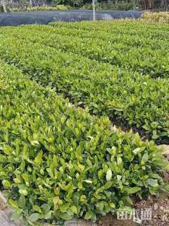 高度25厘米龙船花