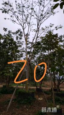 20公分凤凰木