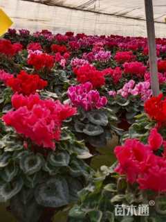 高度30厘米仙客来