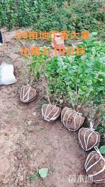 高度80厘米丛生丁香