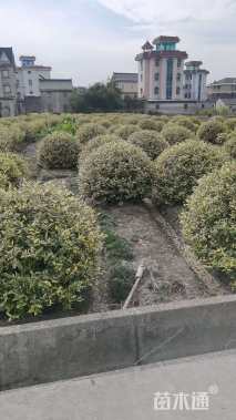 冠幅150厘米金边胡颓子球