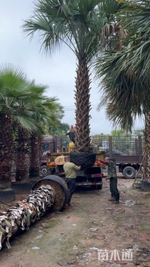 裸干高300厘米棕榈