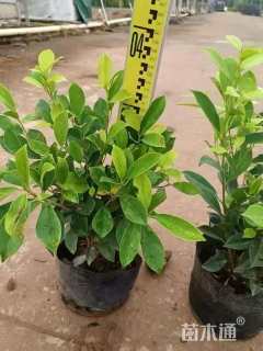 高度20厘米黄金榕