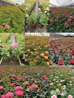 高度30厘米欧洲月季