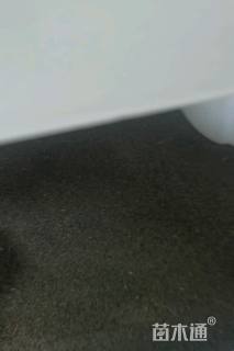 松果菊种子松果菊种子