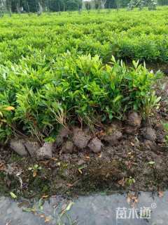 高度40厘米毛鹃