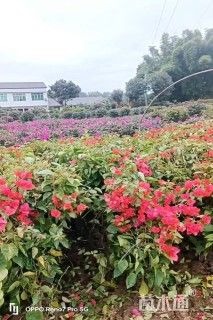 高度80厘米三角梅