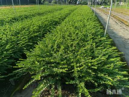高度20厘米亮绿忍冬小苗