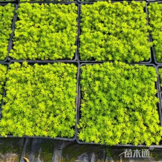 高度14厘米金叶佛甲草